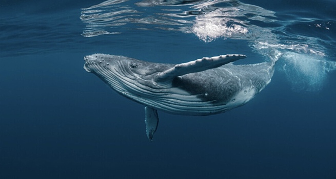 Ученые объяснили механизм пения китов