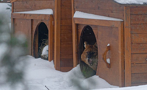 Московский зоопарк показал кадры с красным волком, прячущимся от непогоды