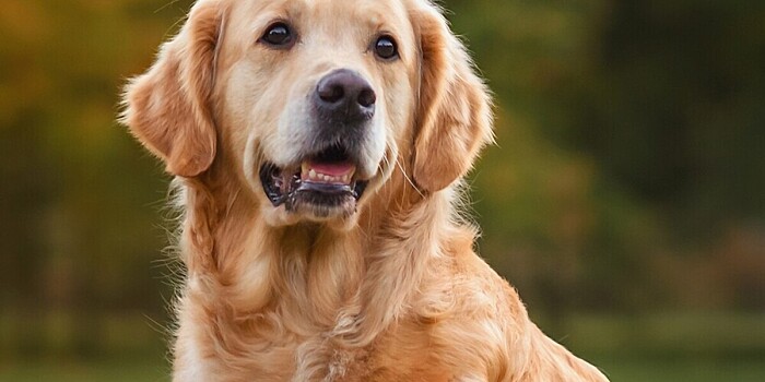 Наиболее подверженные раку породы собак назвали биологи