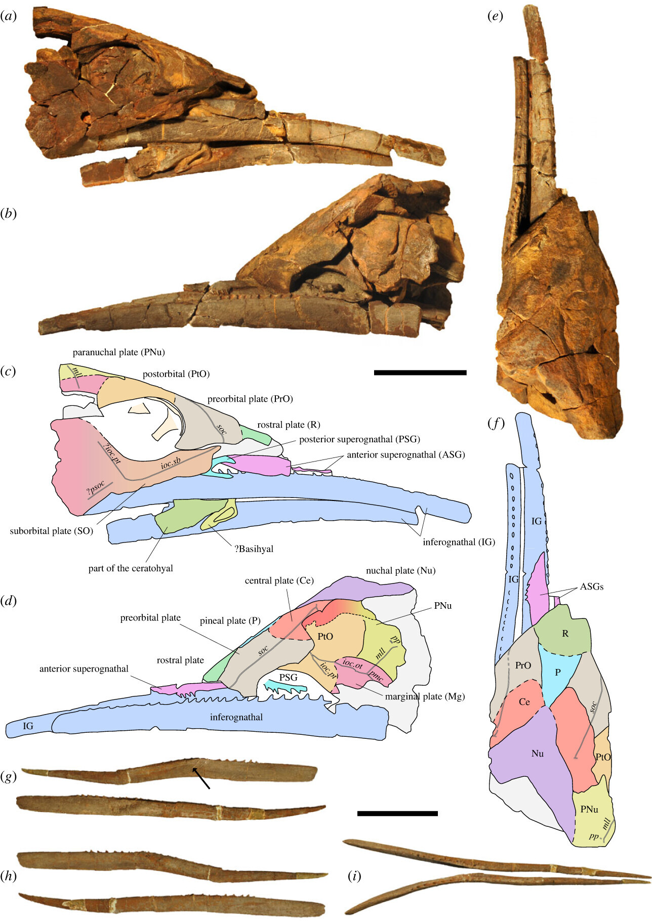 Найдены останки древней рыбы с самой длинной нижней челюстью1