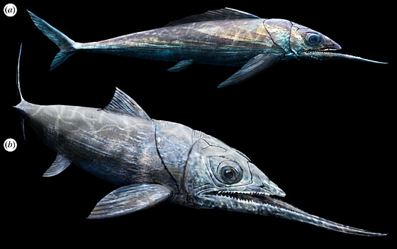 Найдены останки древней рыбы с самой длинной нижней челюстью
