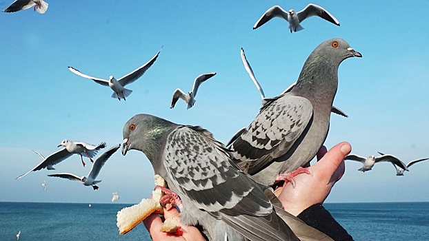 На Кубани произошла массовая гибель голубей