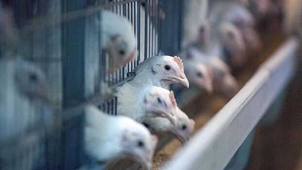 На Сахалине ввели карантин из-за птичьего гриппа на одной из птицефабрик