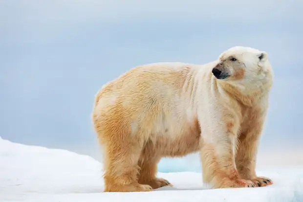 NatComms: потепление заставляет белых медведей тратить 40% времени на поиски еды0