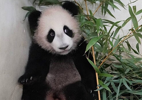 «Невероятно харизматичная»: Акулова рассказала о характере панды Катюши