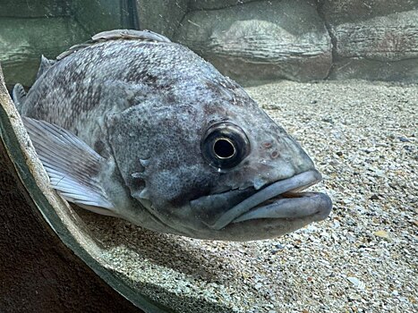 Опасность хищных рыб для туристов и Черного моря сильно преувеличена