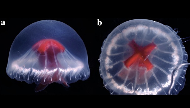 Описана глубоководная медуза с ярко-красным желудком