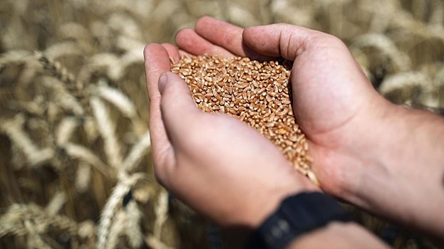 Пакистан откажется от закупок российской пшеницы