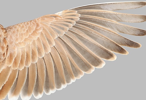 Перья современных птиц позволят оценить «летучесть» динозавров