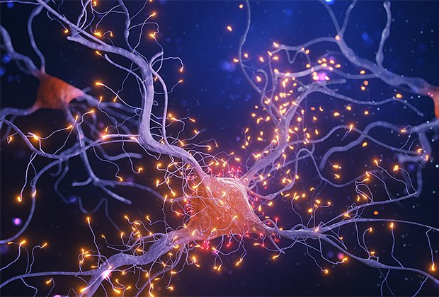 Правда ли, что нервные клетки не восстанавливаются, а все болезни — от нервов? Объясняют врачи1