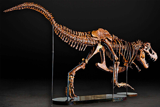 Назван самый крупный динозавр в Азии мелового периода