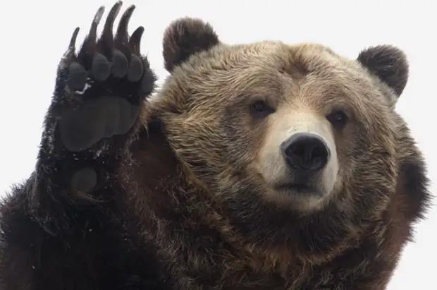 Раннее тепло в Хабаровске разбудило медведей в зоосаду «Приамурский»0