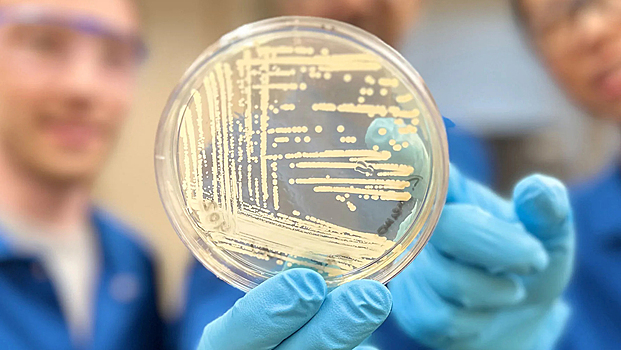Разработано средство-«бульдог», которое уничтожает даже устойчивые к антибиотикам бактерии