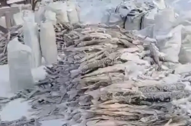 Росрыболовство в Югре проводит проверку после вылова нескольких тонн рыбы0