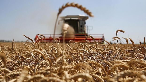 Российские ученые вывели новый сорт пшеницы с фиолетовым зерном