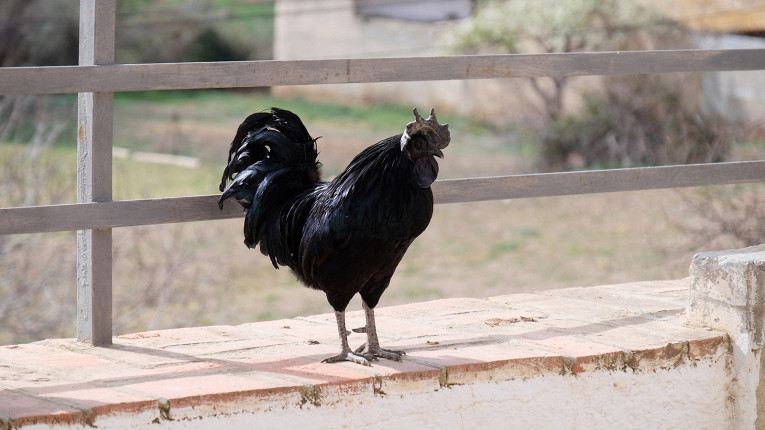 Самые необычные породы куриц: черные, хохлатые, пушистые1