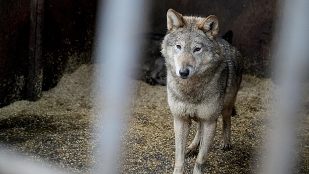 Ученые обнаружили самый длинный след волка в Европе