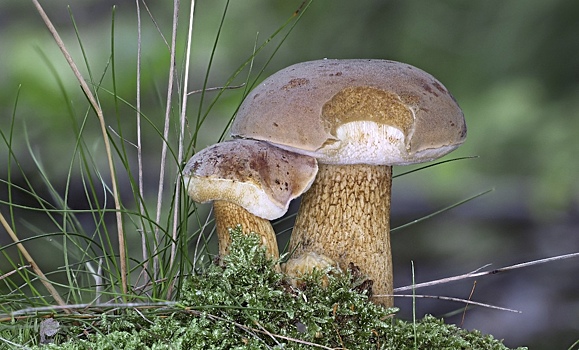 Симбиоз грибов и растений изучили на молекулярном уровне