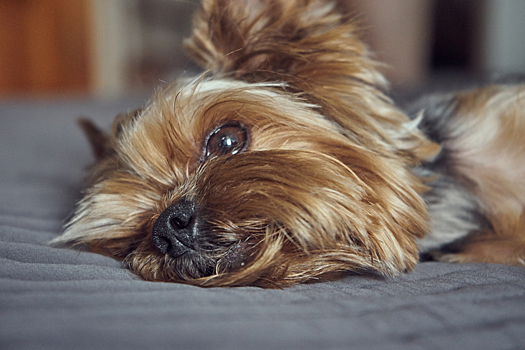 Синдром Киари у собак — симптомы и лечение, причины