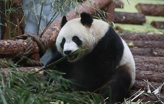 Сколько стоит знакомство с китайскими пандами: туры и цены