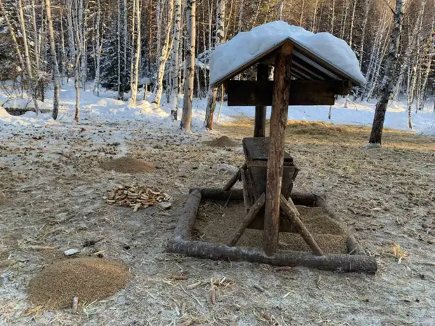 Специальные кормушки для диких животных появятся зимой в нижегородских лесах0
