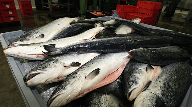 США продлили разрешение на импорт краба, лосося и трески из России