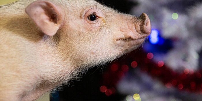 Свинью для пересадки органов человеку впервые вывели в Японии