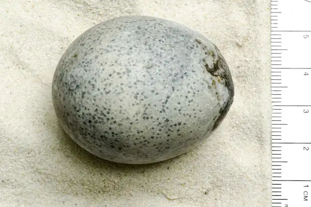 The Guardian: в 1700-летнем курином яйце в Британии нашли жидкость0