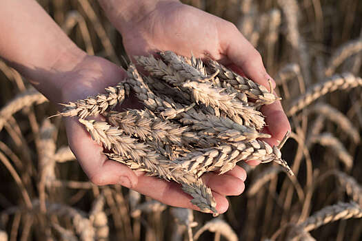 Турция увеличила покупки пшеницы у России