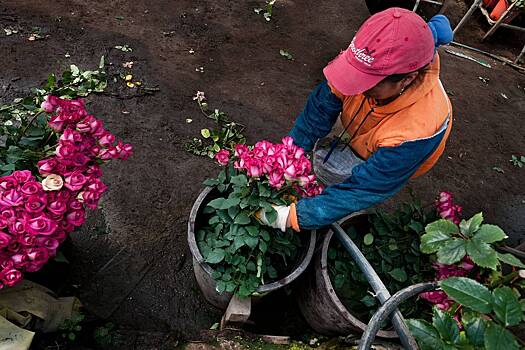 Турция готова заменить поставки эквадорских гвоздик и роз в Россию