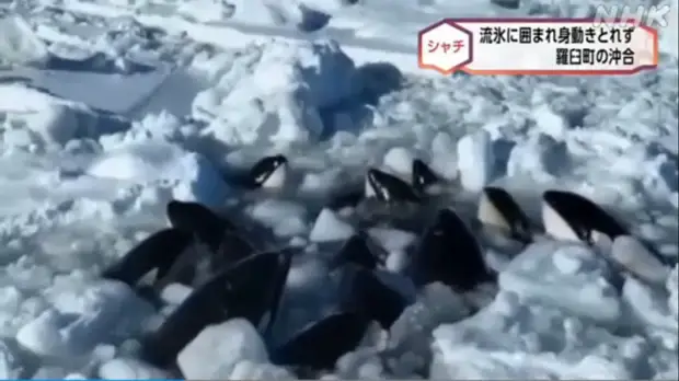 У берегов японского Хоккайдо стая косаток не может выбраться из ледяной ловушки0