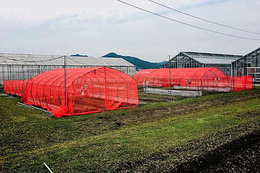 Ученые назвали лучший цвет сети для защиты огорода от насекомых