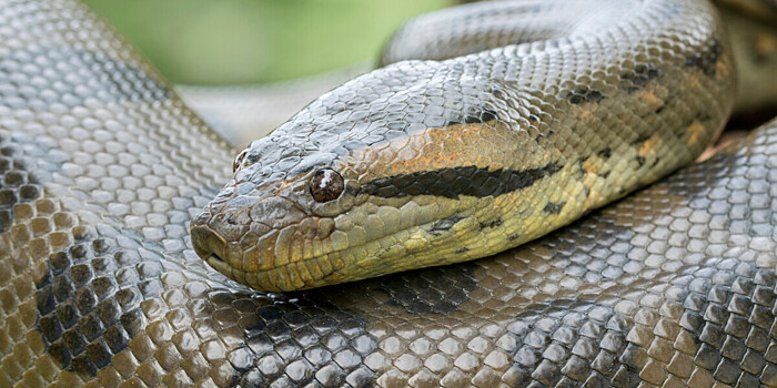 Ученые открыли новый вид крупнейших в мире змей