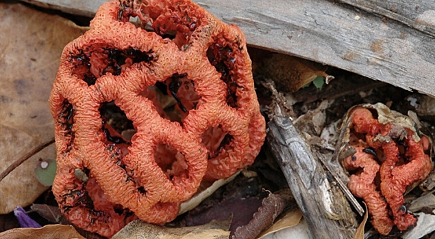 Ученые предупредили о разрастании ядовитого гриба в Сочи