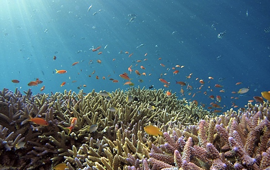 Ученые ведут исследование экстремального обесцвечивания кораллов