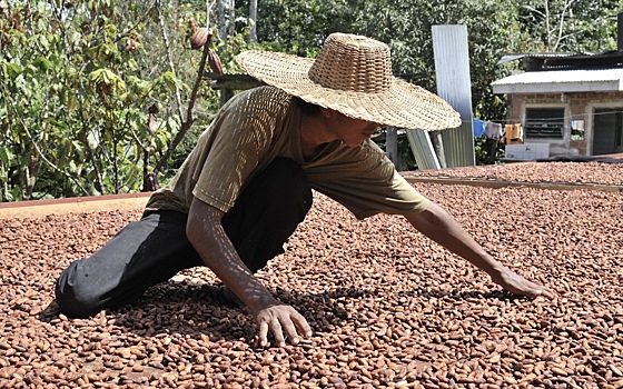 Установлен новый рекорд биржевых цен на какао-бобы