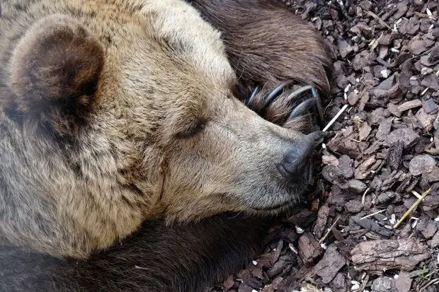 В Свердловской области лесорубы разбудили медведя во время работы0