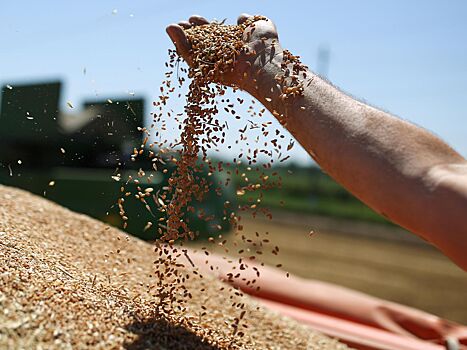В G7 пообещали Украине помочь с экспортом зерна