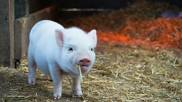 В Японии вывели свинью с пригодными для пересадки человеку органами