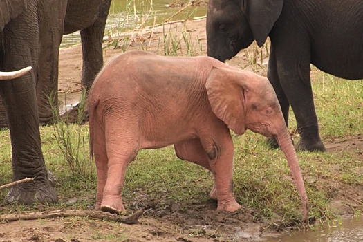 В ЮАР сфотографировали розового слоненка