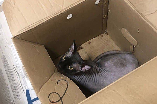 В Подмосковье в мусорный контейнер выбросили коробку с живым котом