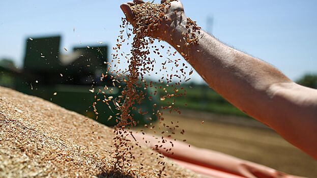 В Польше призвали ЕС перенаправлять излишки украинского зерна в Африку