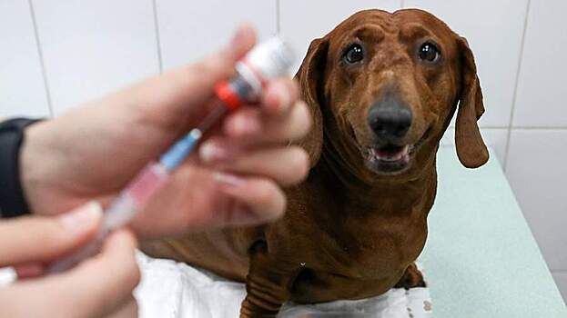 В Саратове запустили производство лекарств для домашних животных