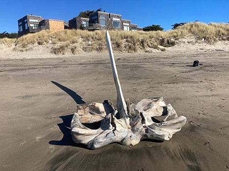 В Калифорнии обнаружили череп гигантского морского существа