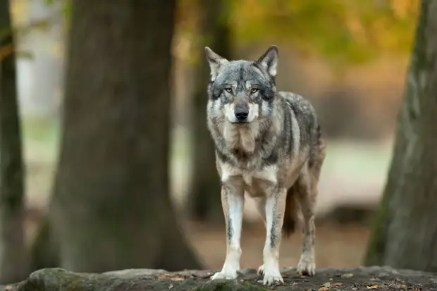 Волки стали реже нападать на домашних животных в Коми0
