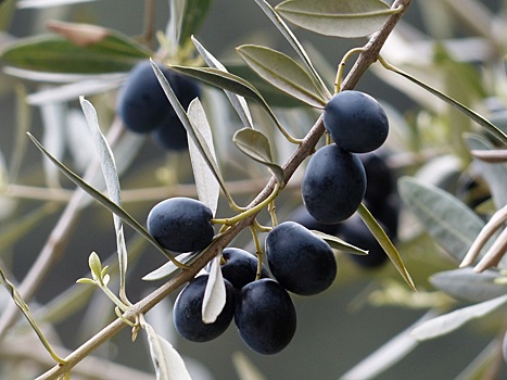 Врач: капуста и оливки помогут коже восстановиться после зимы