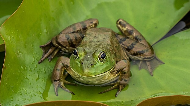 «Зеленые» потратили на туннели для жаб в Гамбурге почти 500 тысяч евро