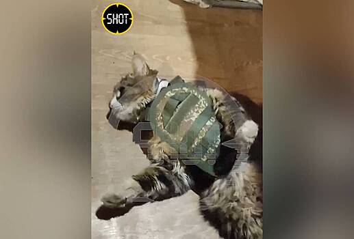 Живущему с военнослужащими на передовой коту подарили бронежилет