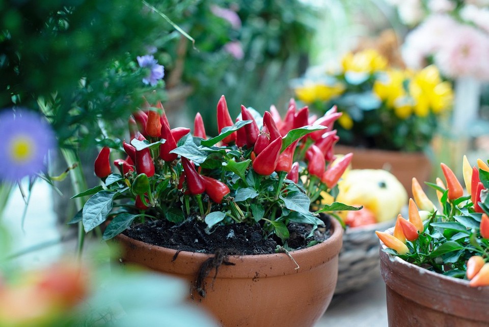 7 домашних растений, опасных для здоровья3