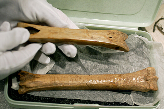 Тысячу лет назад жители Чехии катались по льду на костях животных, выяснили археологи